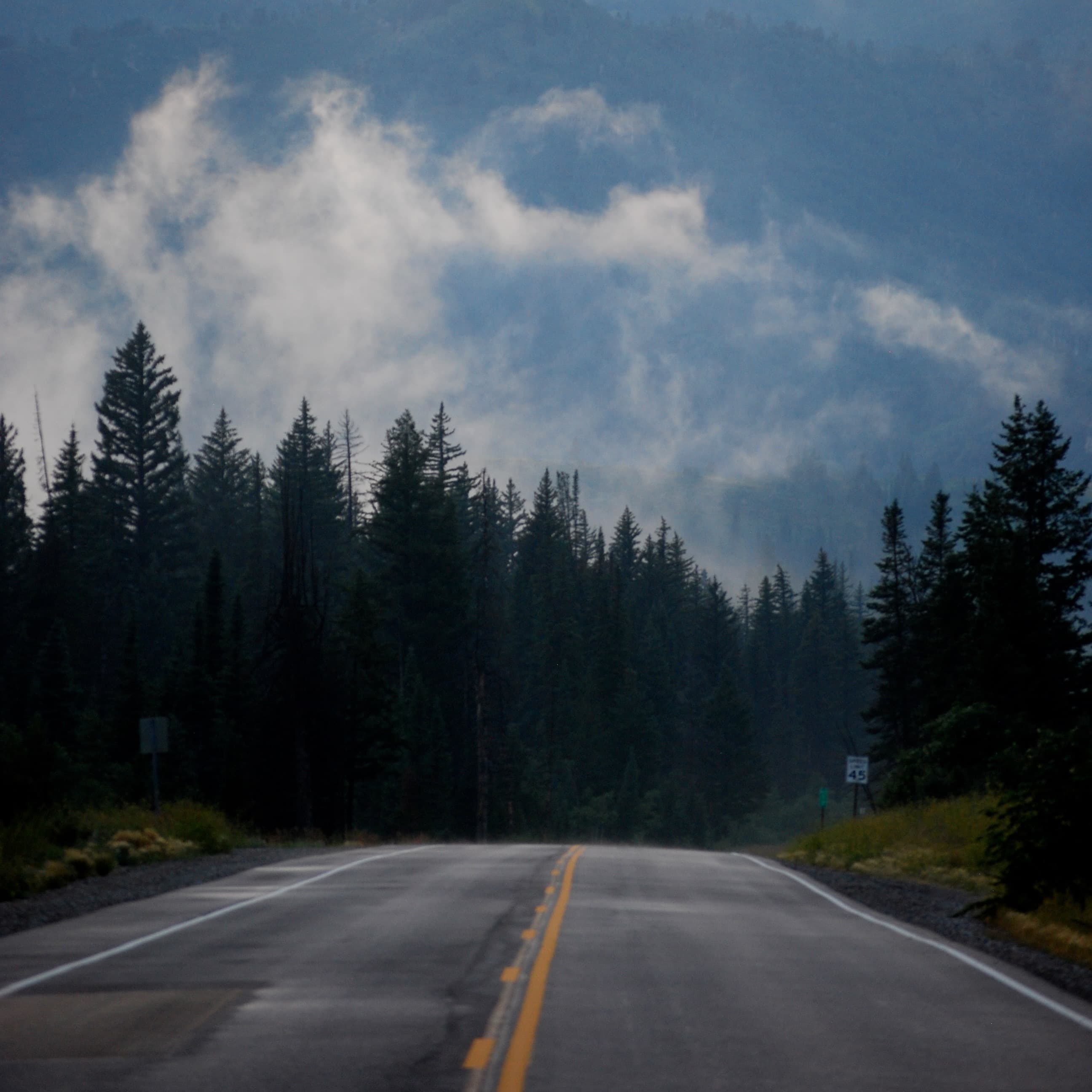 Road driving through a forest