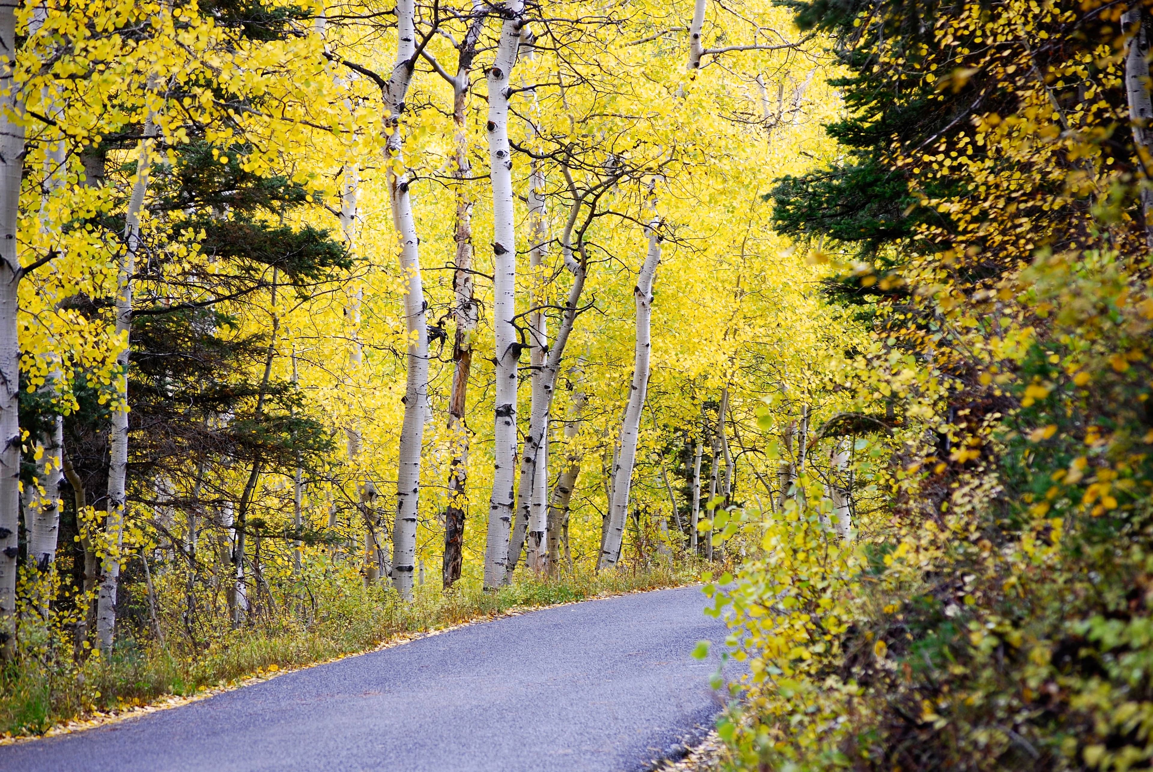Road surrounded by autumnal trees